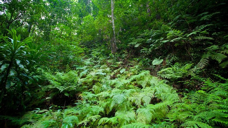 Fern Gully