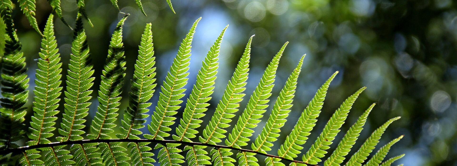 Fern Gully